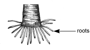 Surface Adventitious Root